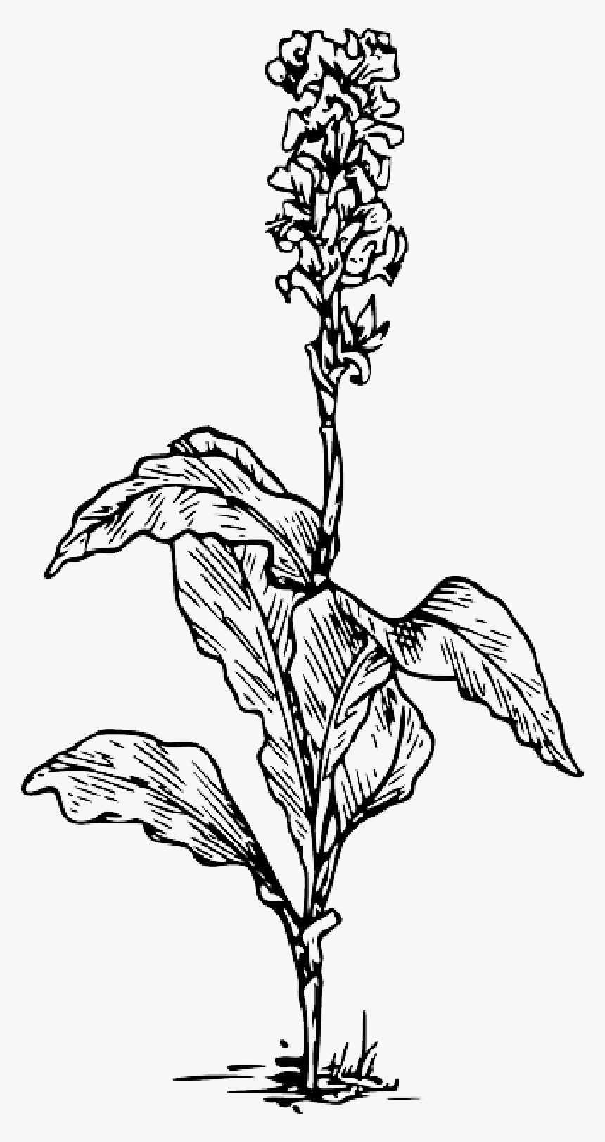 Black, Outline, Plants, Flower, White, Flowers, Plant - Plant Png Black And White, Transparent Png, Free Download