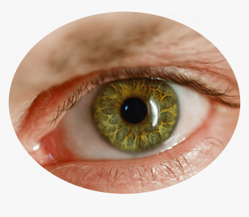 Green Eyes Png, Transparent Png, Free Download