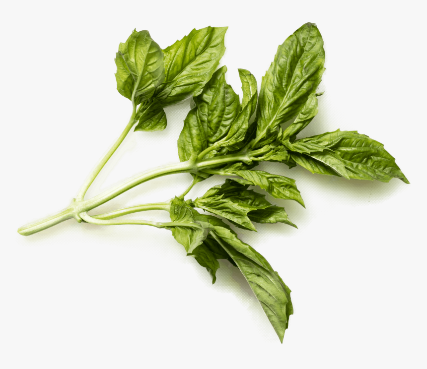 Thai Basil Italian Basil, HD Png Download, Free Download