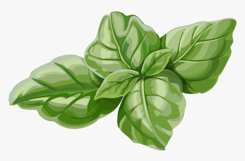 Basil Clipart Chocolate Mint - Mint Leaves Illustration Png, Transparent Png, Free Download