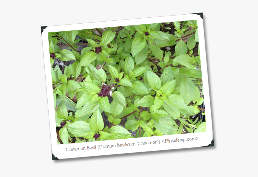 Germanys Next Topmodel 2012, HD Png Download, Free Download