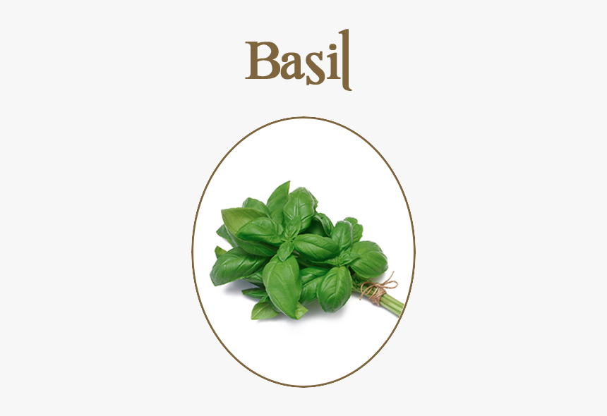 Basil Herb, HD Png Download, Free Download