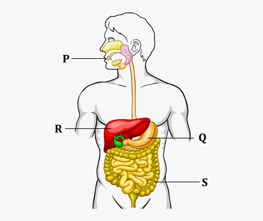 Figure Shows The Human Digestive System - Unlabelled Human Digestive System, HD Png Download, Free Download