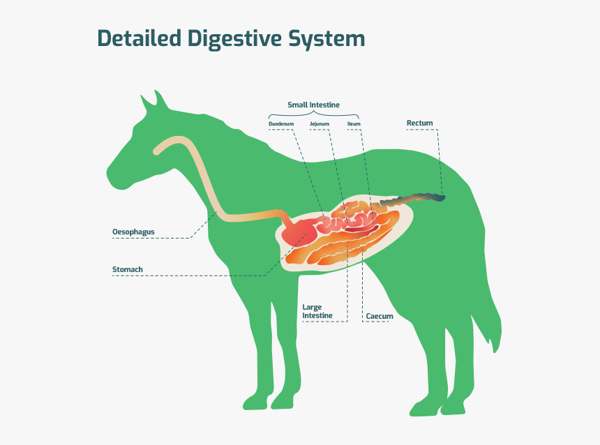 Detailed Digestive System - Stallion, HD Png Download, Free Download