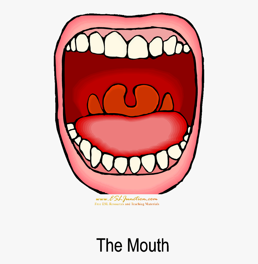 Transparent Esl Clipart - Digestive System Mouth Cartoon, HD Png Download, Free Download