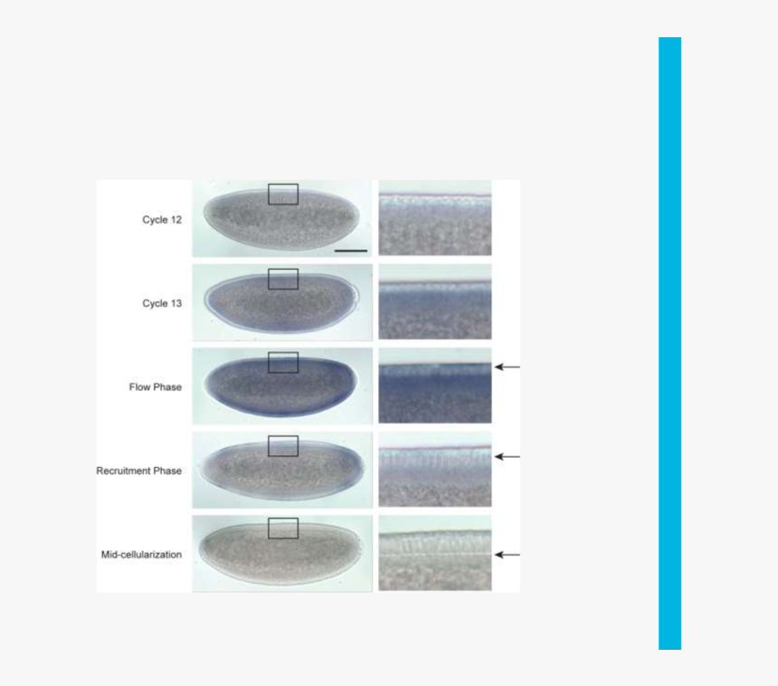 Airliner, HD Png Download, Free Download