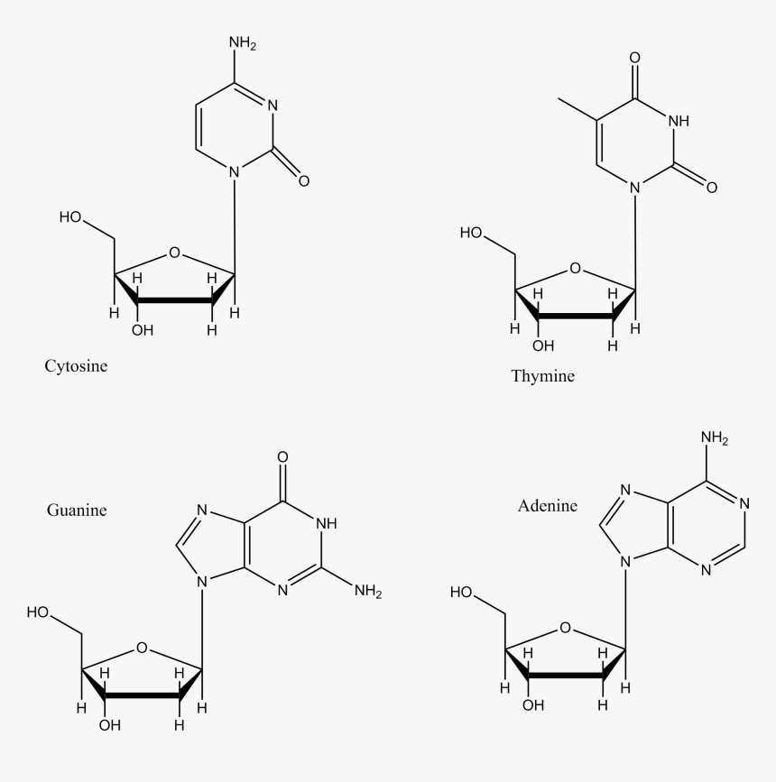 Dna Base Pairs - Dna 2 Base Pairs, HD Png Download, Free Download