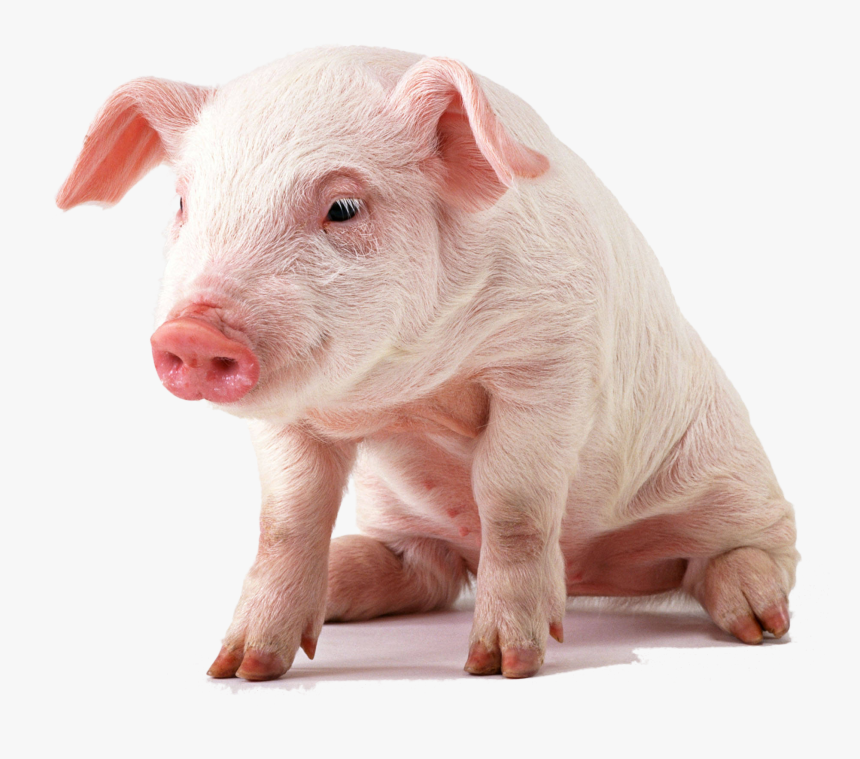 Transparent Pig And Piglet Clipart - Baby Pig Transparent Background, HD Png Download, Free Download