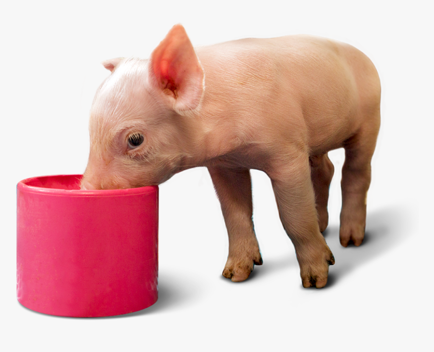 Domestic Pig, HD Png Download, Free Download