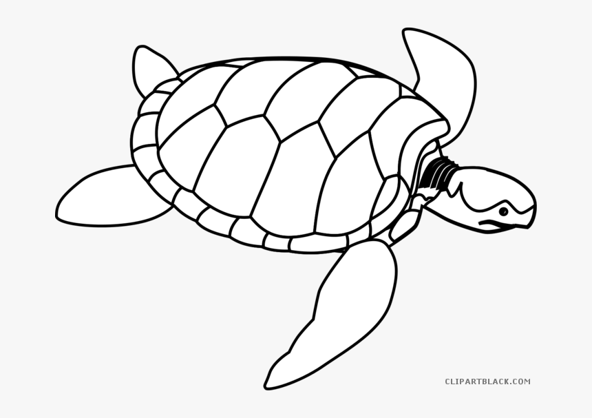 Turtles Clipart Outline - Draw A Turtle Shell, HD Png Download, Free Download