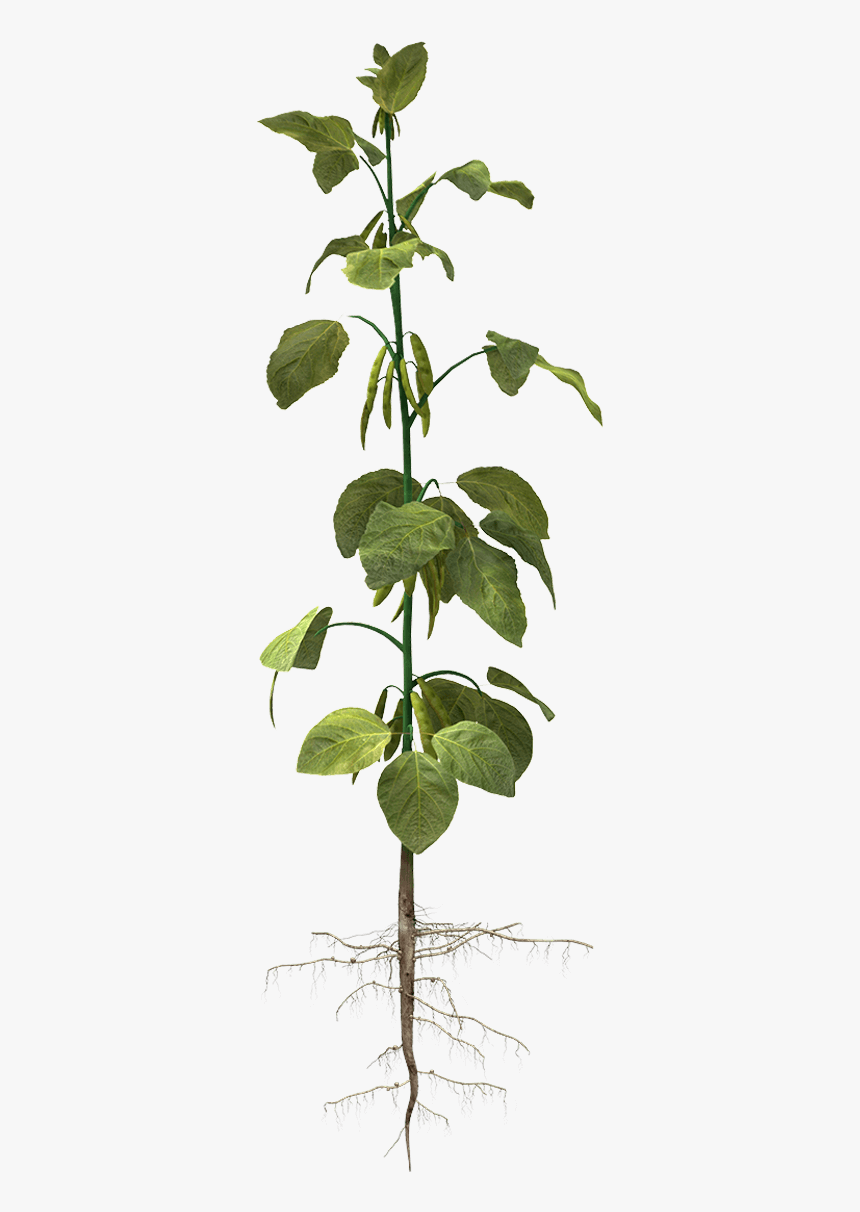 Single Banana Tree Plant - Soybean Plant Png, Transparent Png, Free Download