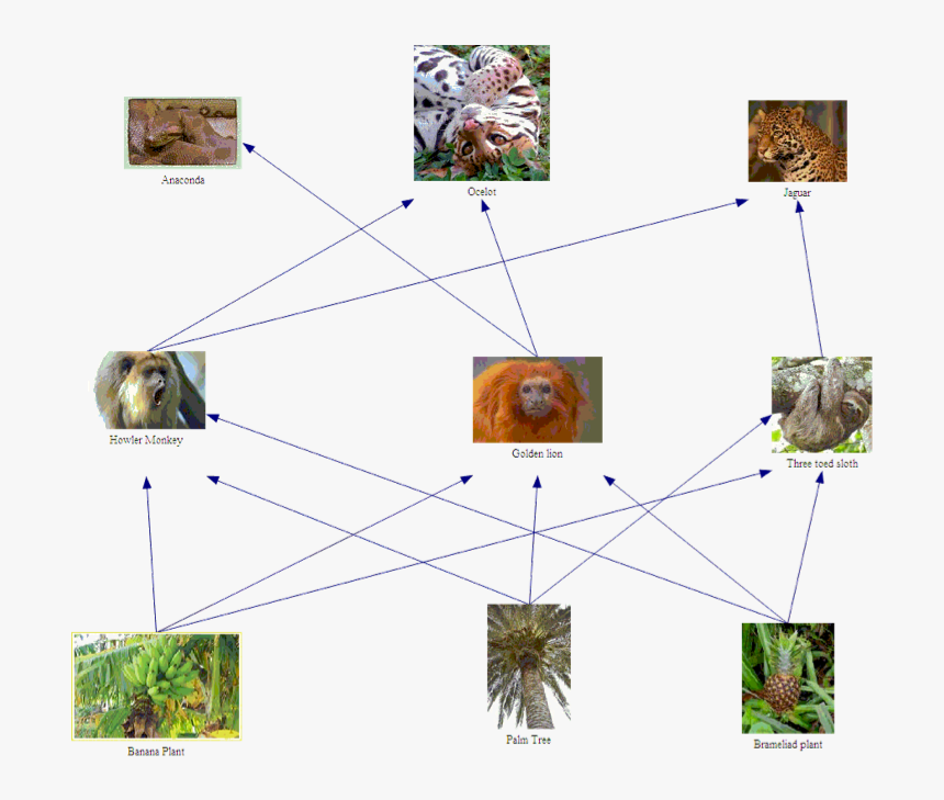 Food Web Of A Spider Monkey, HD Png Download, Free Download
