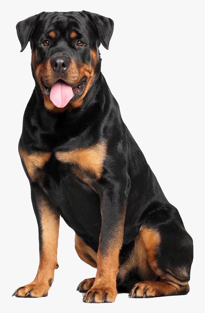 Rottweiler Png Picture - Rottweiler Transparent, Png Download, Free Download