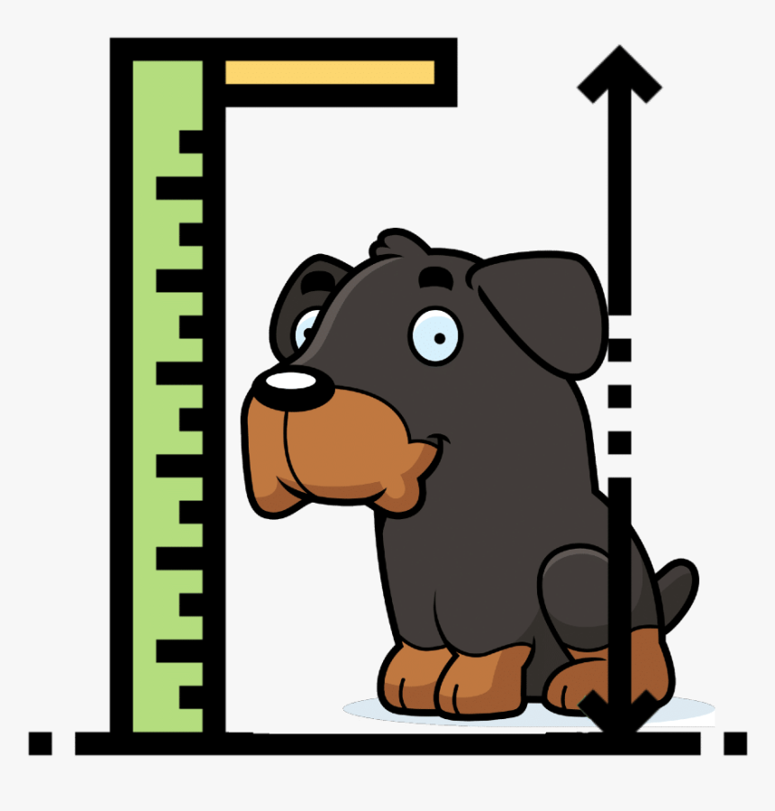 Rottweiler Size - Ruler Measuring Height Clipart, HD Png Download, Free Download