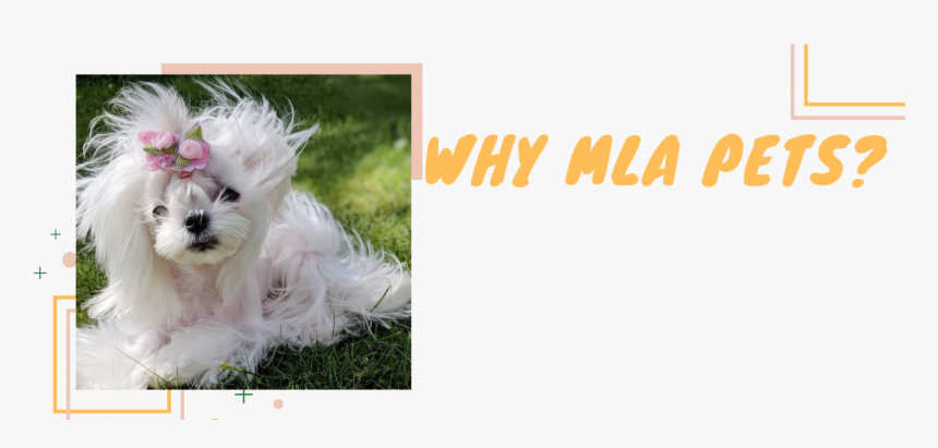 Why Mla Pets - Bolognese, HD Png Download, Free Download