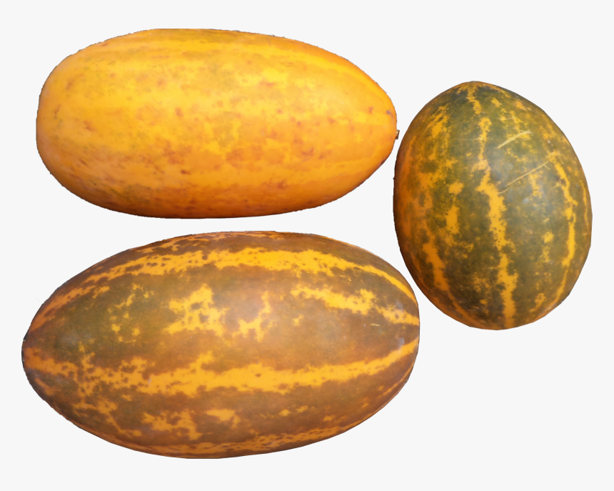 2) Jackfruit Seeds 30 Nos - Kerala Cucumber (1600x1205), - Muskmelon Cucumber, HD Png Download, Free Download