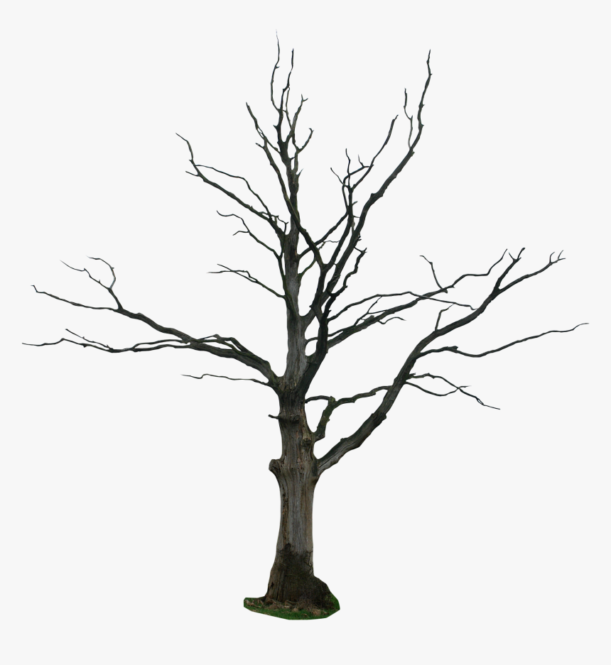 Dead Tree Drawing Clipart - Dead Tree Png, Transparent Png, Free Download