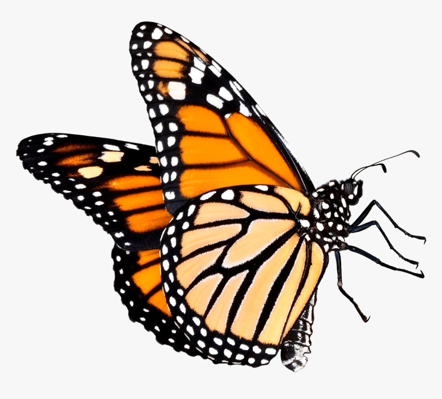 Butterfly Outline Clipart Transparent Background - Monarch Butterfly Png Transparent, Png Download, Free Download