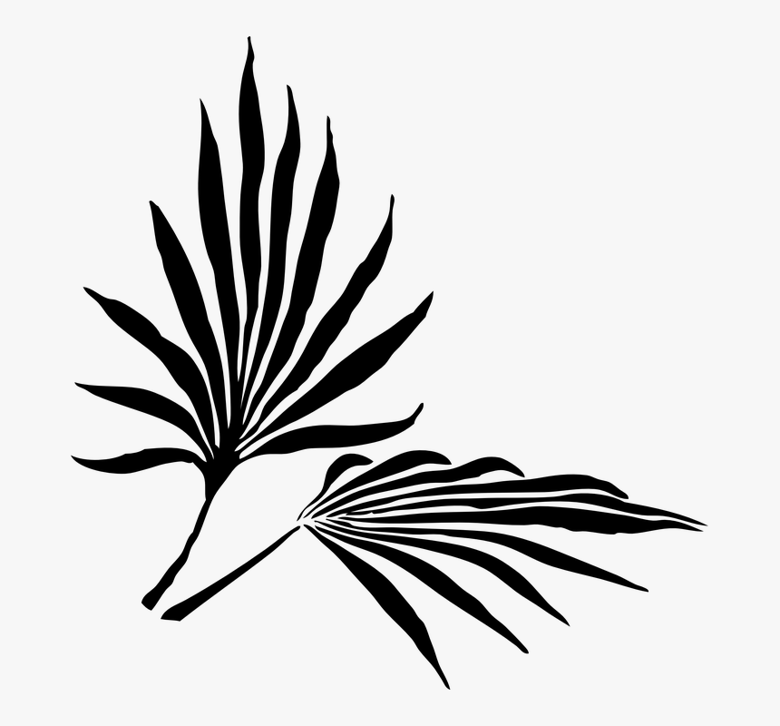 Palm Leaves, Palm Frond, Palm Tree, Palm Branch - Palm Frond Clip Art, HD Png Download, Free Download