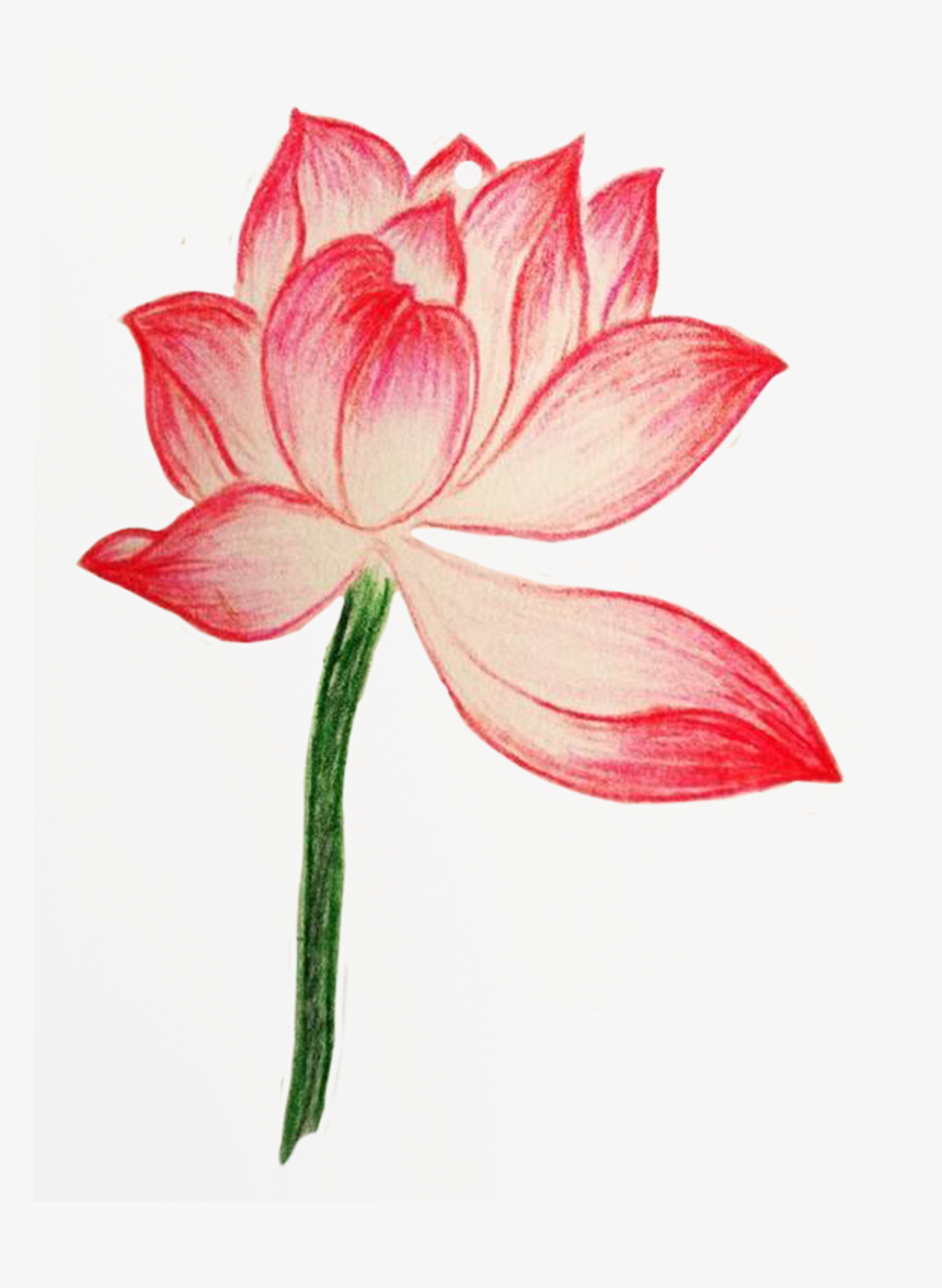 Pink Drawing Colored Pencil - Sacred Lotus, HD Png Download, Free Download