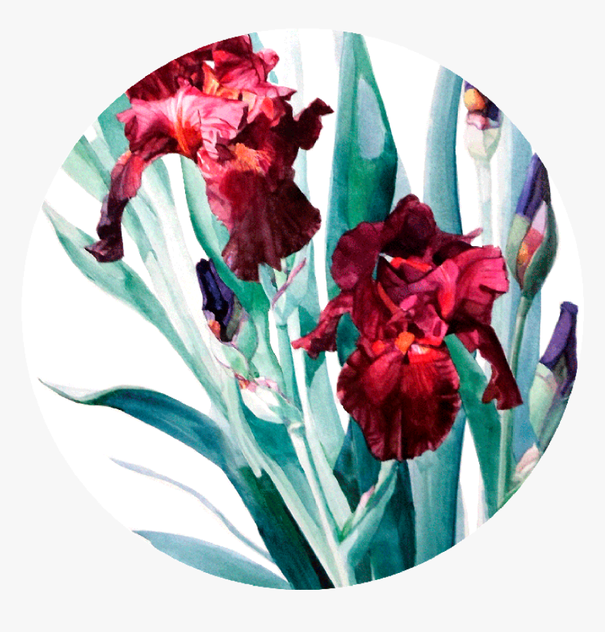 Iris Donatello The Artwork Factory - Red Iris Painting, HD Png Download, Free Download