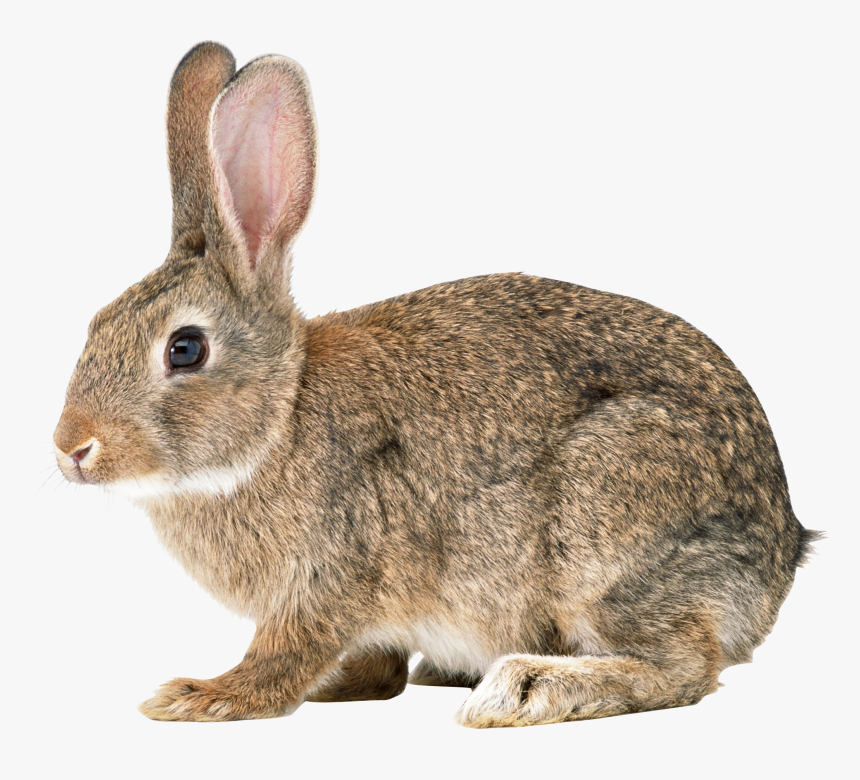 Download This High Resolution Rabbit Png - Wild Rabbit Png, Transparent Png, Free Download