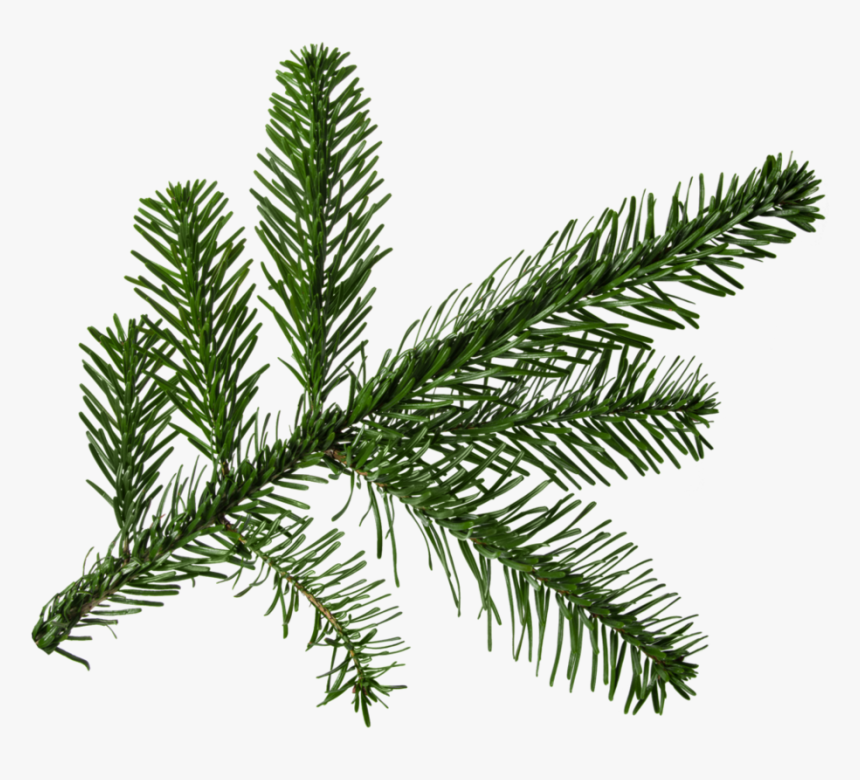 Clip Art Fir For Free - Pine Tree Branch Png, Transparent Png, Free Download