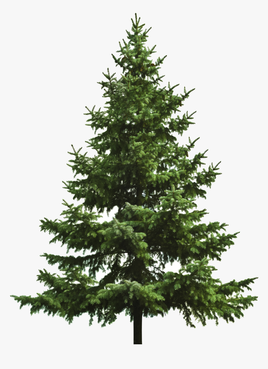 Transparent Background Pine Tree Png, Png Download, Free Download