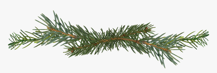 Pine Tree Branch Png, Transparent Png, Free Download