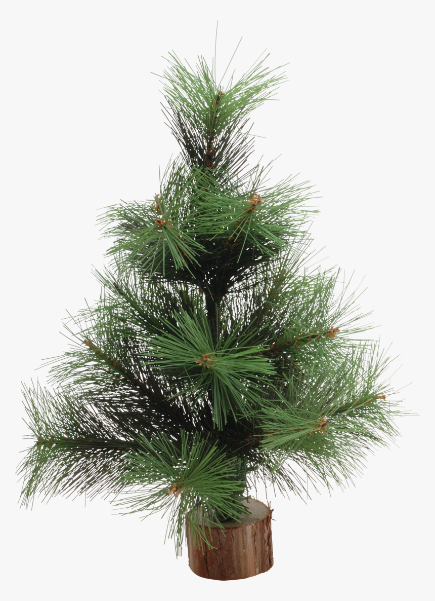 Fir, HD Png Download, Free Download