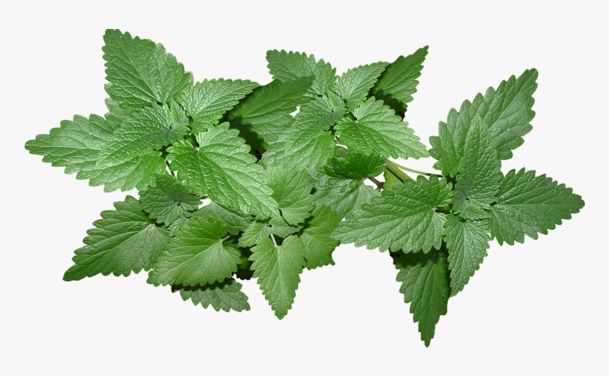 Catnip Plant - Strawberry Leaf Png, Transparent Png, Free Download