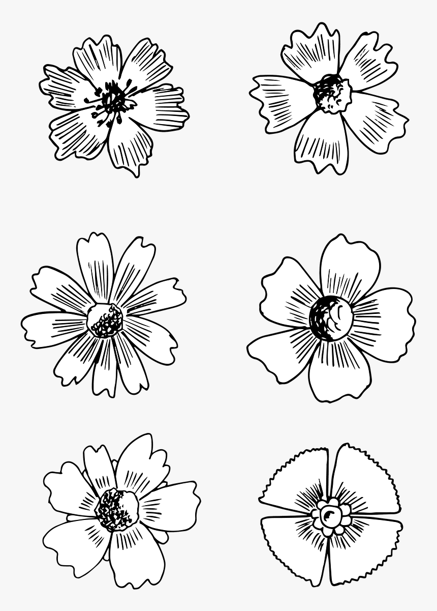 Drawing , Png Download - Daisy, Transparent Png, Free Download