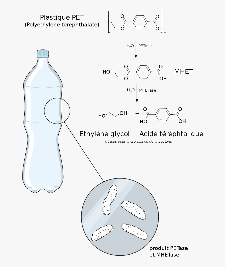 Plastic Breakdown By Petase - Ideonella Sakaiensis, HD Png Download, Free Download