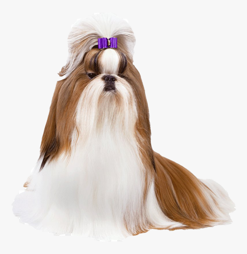 Cute Shih Tzu Png Transparent Image - Shih Tzu Free Png, Png Download, Free Download