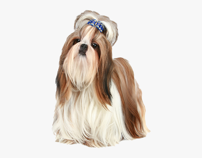 Shih Tzu Png Photo - Shih Tzu Dogs Png, Transparent Png, Free Download