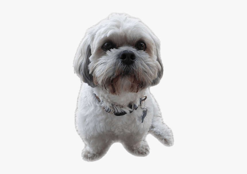 Shih Tzu Puppy Png File - Shih Tzu Dog Png, Transparent Png, Free Download