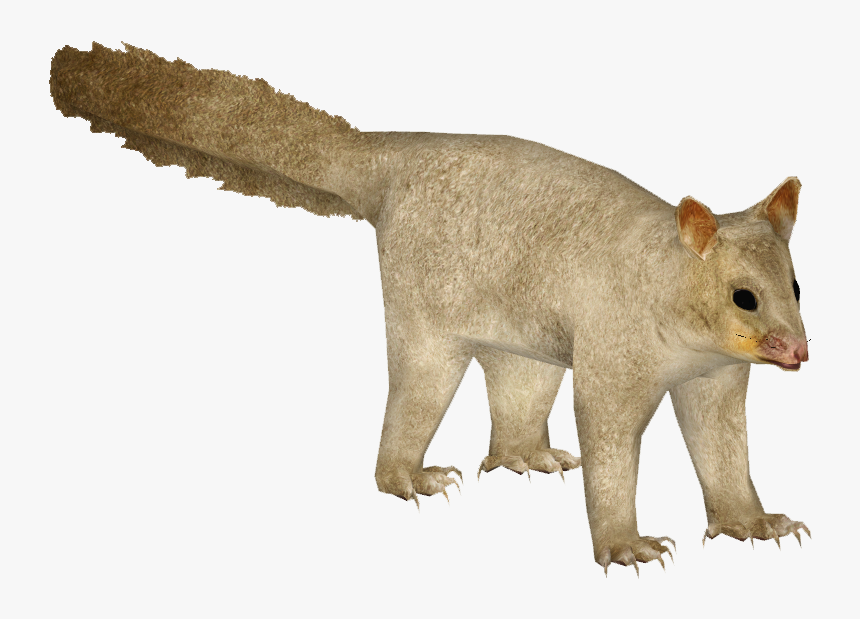 Thumb Image - Transparent Png Common Brushtail Possum Png, Png Download, Free Download