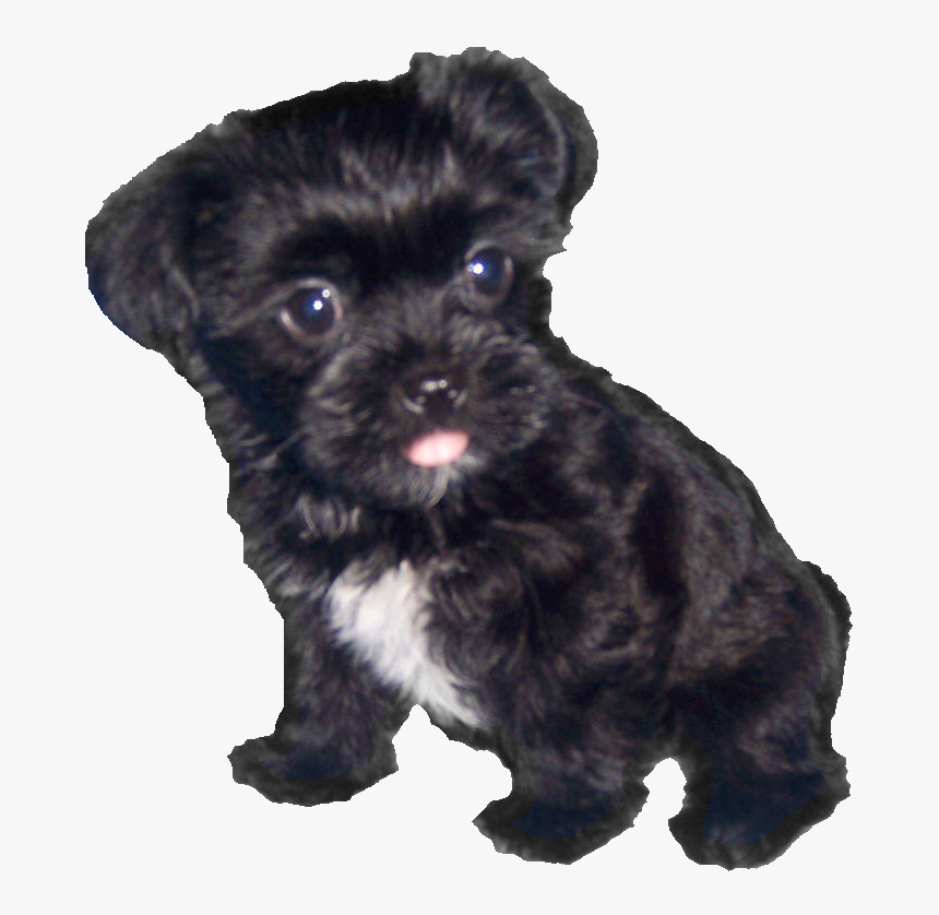 Transparent Schnauzer Clipart - Black Shih Tzu Png, Png Download, Free Download