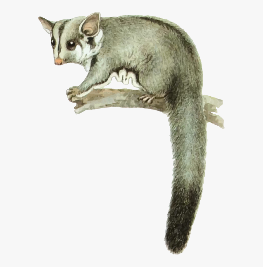 Sugar Glider - Possum Clip Art, HD Png Download, Free Download