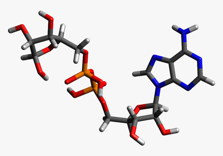Three-dimensional Model Of Adp Ribose - Model Of Adp, HD Png Download, Free Download