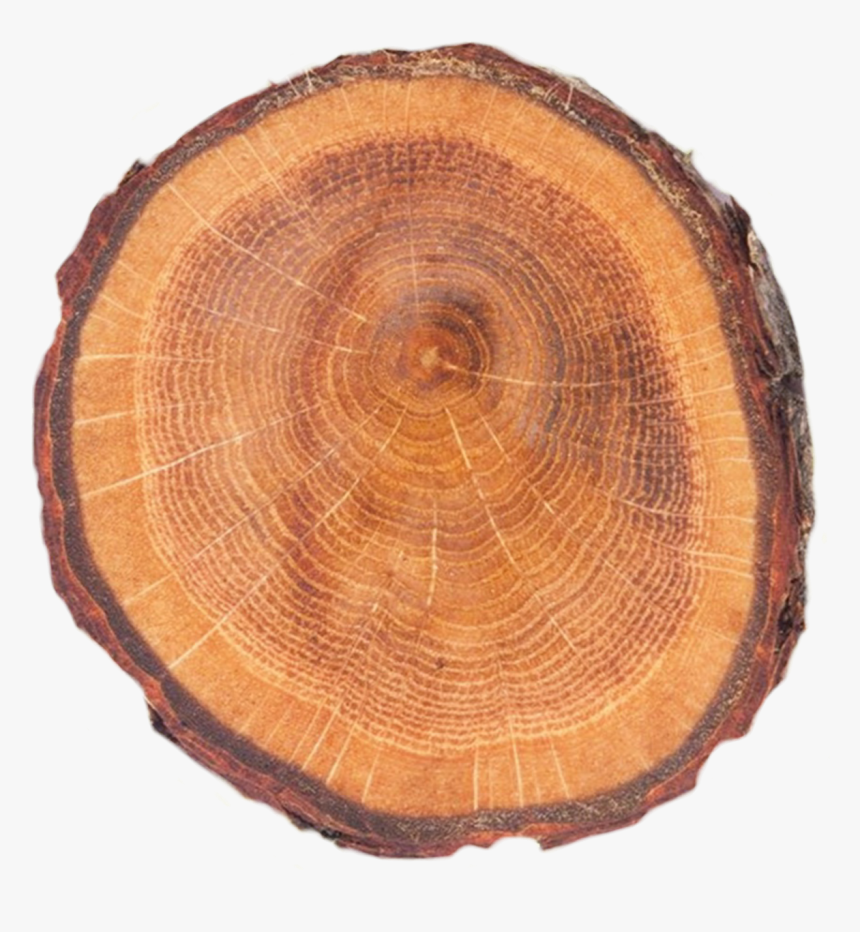 #woods #wood #woodlands #material #braon #trees #tree - Tree Stump, HD Png Download, Free Download