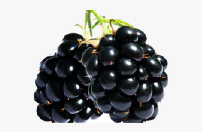 Blackberry Fruit Png Transparent Images - Zarzamora Png, Png Download, Free Download