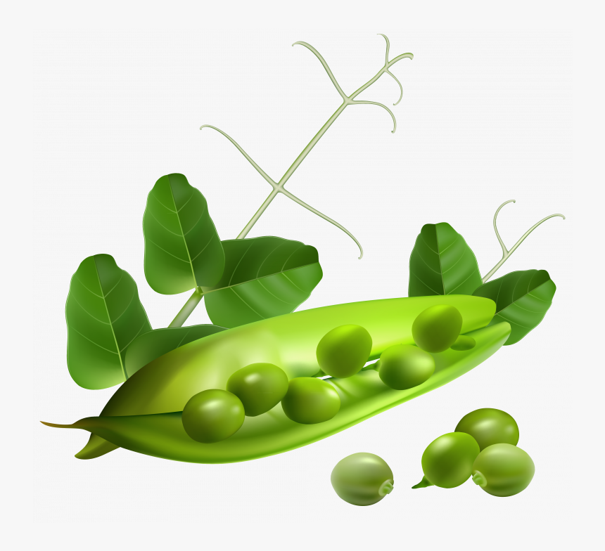 Download For Free Pea Png - Transparent Background Snap Peas, Png Download, Free Download