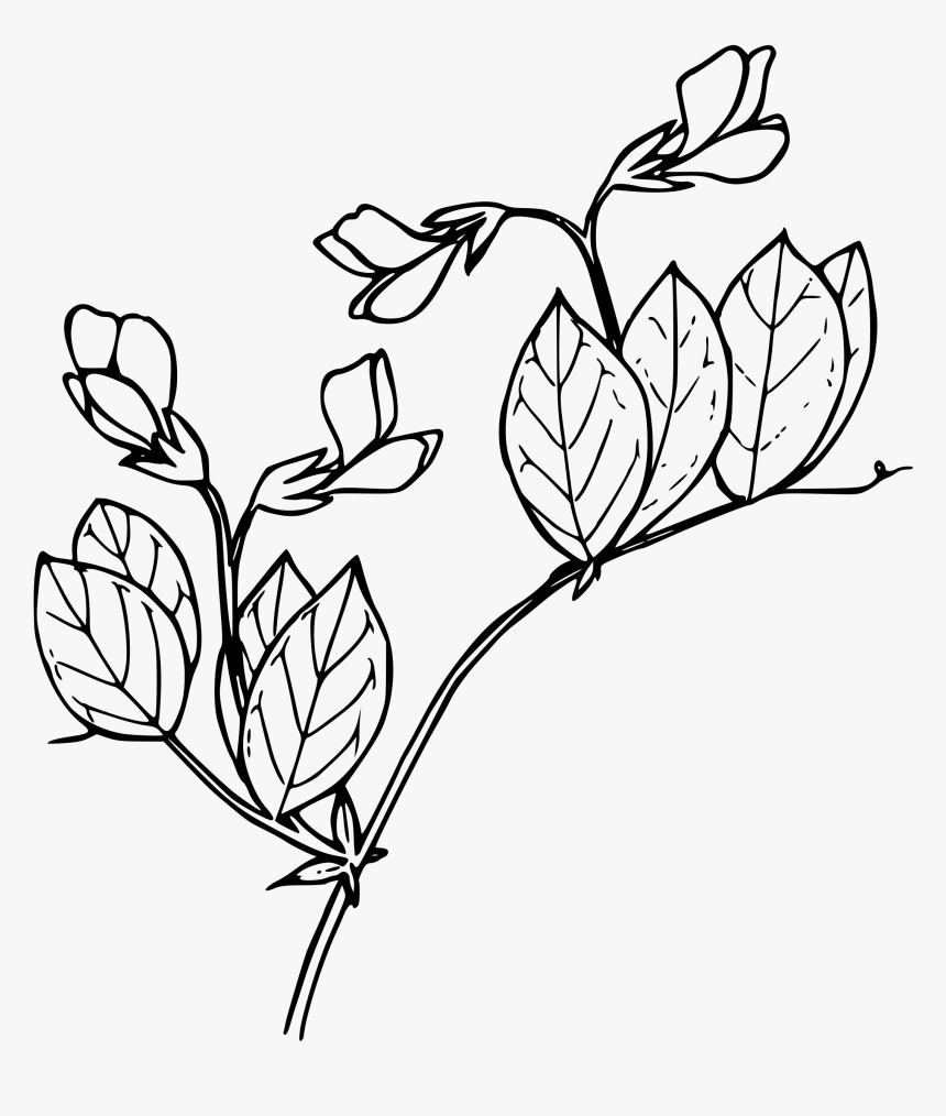 Sierran Pea Clip Arts - Black And White Pea Plant, HD Png Download, Free Download