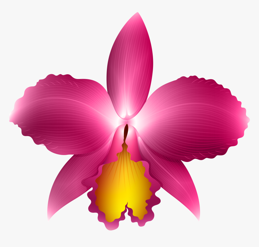 Clipart Frames Orchid - Transparent Background Orchid Clipart, HD Png Download, Free Download