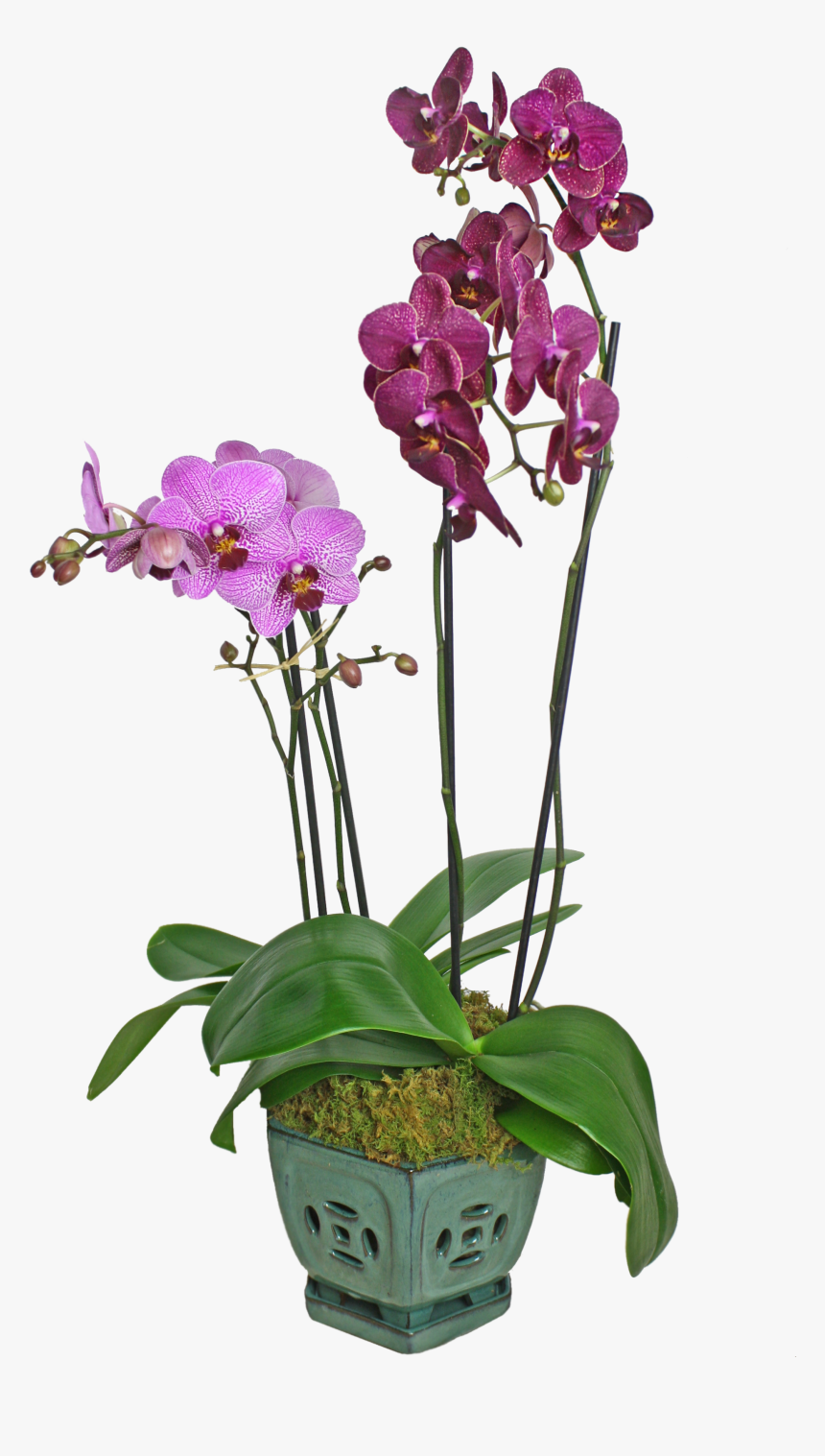 Colorful Orchid Display - Orchids, HD Png Download, Free Download