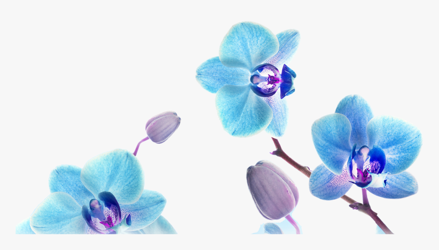 Flower Blue Orchid Png, Transparent Png, Free Download