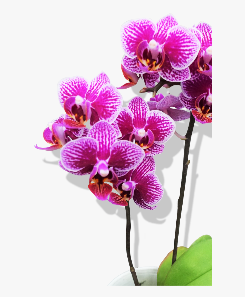 Orchids Png, Transparent Png, Free Download