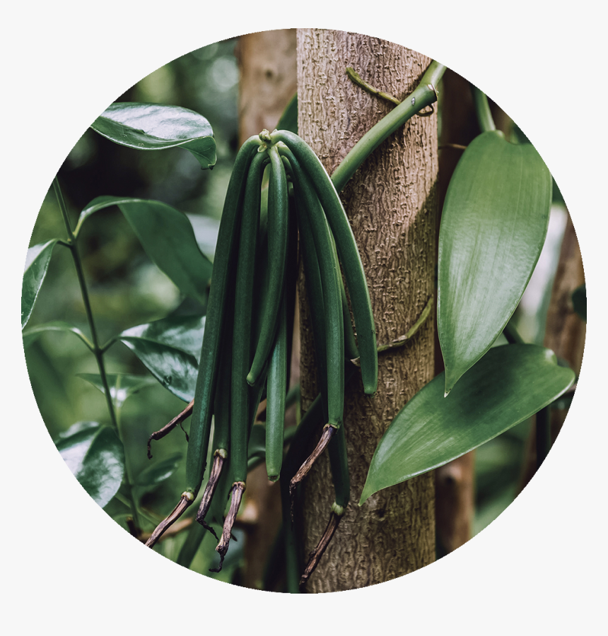 Vanilla Plant, HD Png Download, Free Download