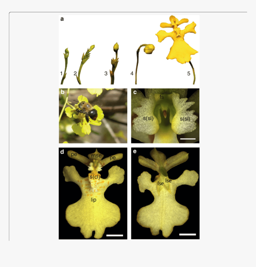 Orchid Flower Stages, HD Png Download, Free Download